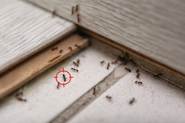 Best Rodent Control Near Me  in Lawrenceville, VA