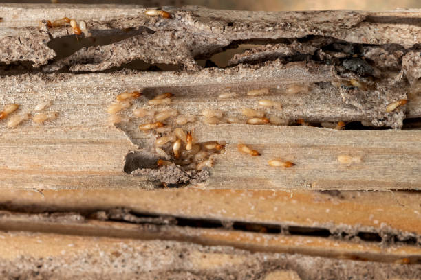 Best Bed Bug Extermination  in Lawrenceville, VA