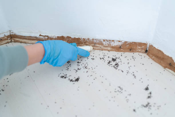Best Affordable Pest Control Services  in Lawrenceville, VA